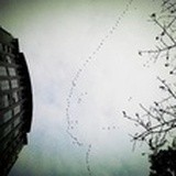 南归雁