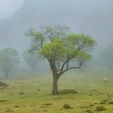 海上花开