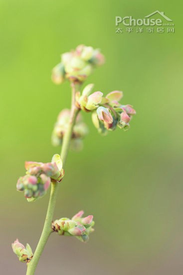 蓝莓种植