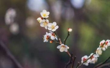 家里没有厨房风水好吗 厨房有风水讲究吗