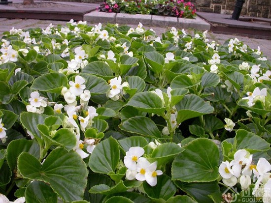 家居摆放绿色植物技巧 客厅餐厅摆放什么植物好 