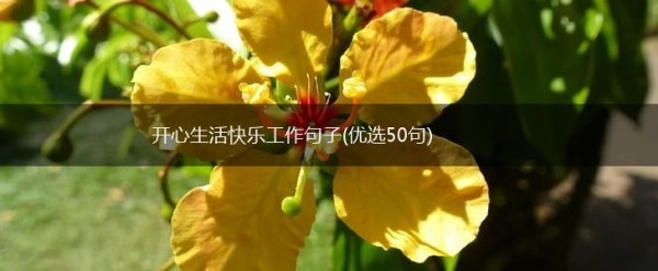 开心生活快乐工作句子(优选50句),第1张