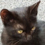 Chat Noir