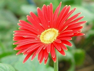 非洲菊的养护技巧