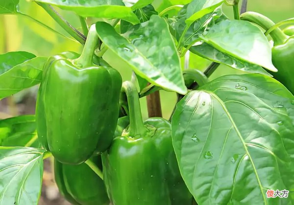 献上一份超全的低碳水食物清单 戒碳水减肥食谱