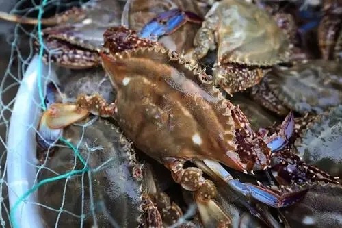 海鲜季来了!这里有本“挑海鲜”速成秘笈