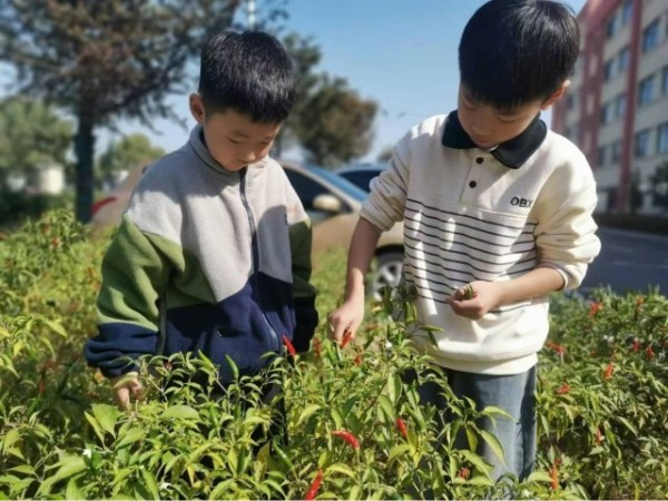 采摘辣椒。颍上县委宣传部供图