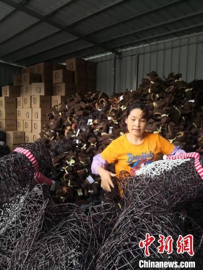 广西都安瑶族自治县地苏镇丹阳村，一名工人正在赶制藤编工艺品 杨强 摄