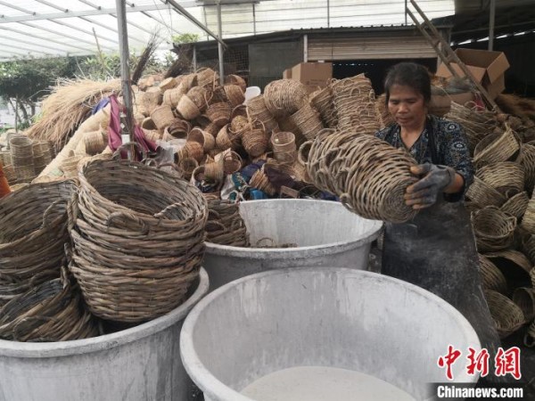 广西都安瑶族自治县地苏镇，一名正在忙碌的藤编工艺品工人。　杨强 摄