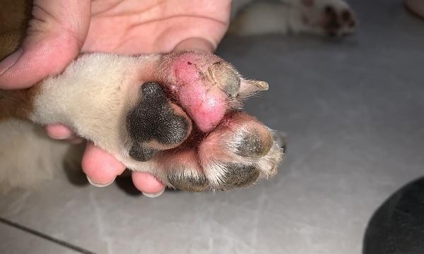 狗狗趾间炎治疗方法（从药物擦拭到日常护理）