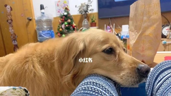 如何应对金毛犬食欲不振的情况？（丰富营养、适当调整饮食和生活习惯是关键）