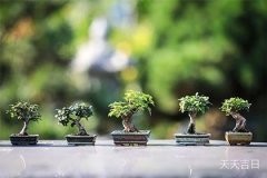 客厅放兰花盆栽：提升家居品味的优雅选择