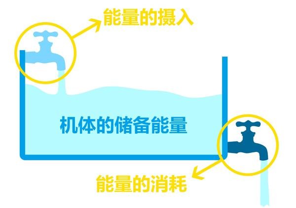 吃早餐减肥还是不吃早餐减肥_吃什么早餐减肥_减肥餐 一日三餐
