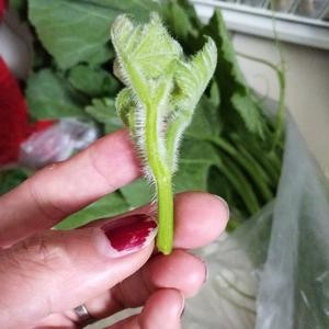 蒜蓉南瓜藤（附：撕瓜藤技巧）的做法 步骤5