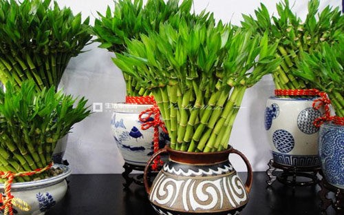 植物也有风水作用!家里适合摆放什么植物?