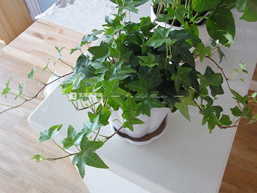 植物也有风水作用!家里适合摆放什么植物?