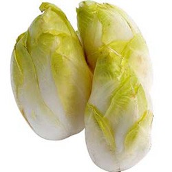 菊苣根茎图片