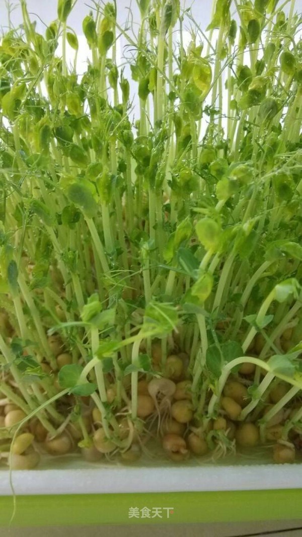 水培豌豆苗的做法