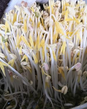 沥水篮发豆芽的做法 步骤12