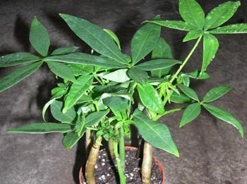 发财树的养殖技巧