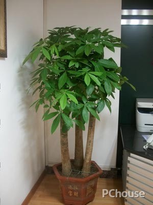 发财树的介绍