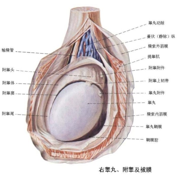 养生补肾生精功