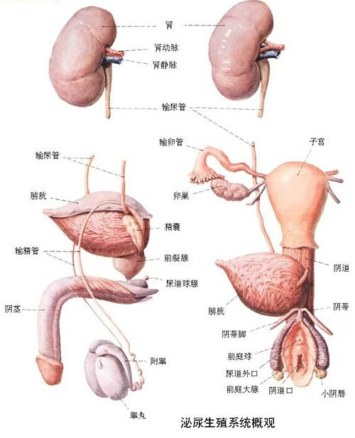 养生补肾生精功