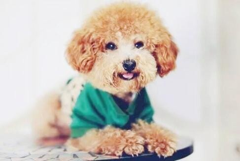 泰迪犬经常发抖是什么原因？(泰迪发抖的解决办法)