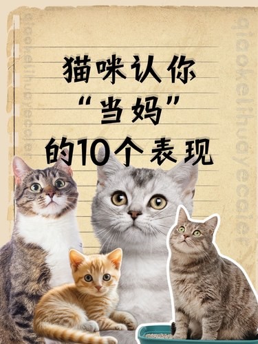 猫咪认你 “当妈” 的 10 个表现