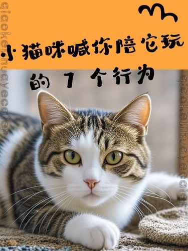 小猫咪喊你陪它玩的 7 个行为！