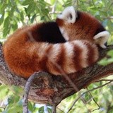 只是毛茸茸