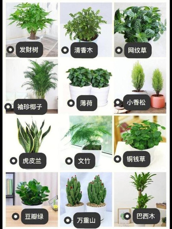 养绿植的方法 - 家庭绿植的养护与管理