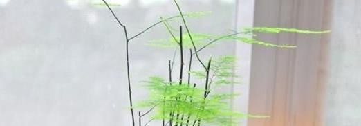 这5种“绿色”植物，屋里养上1盆，清新空气，生活更加舒心！