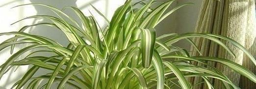 这5种“绿色”植物，屋里养上1盆，清新空气，生活更加舒心！