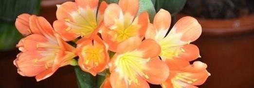 这5种“绿色”植物，屋里养上1盆，清新空气，生活更加舒心！