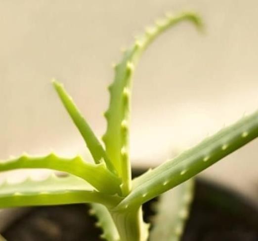 这5种“绿色”植物，屋里养上1盆，清新空气，生活更加舒心！