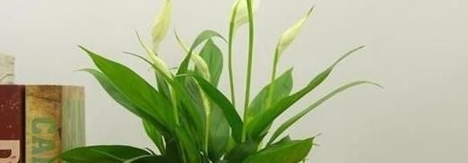 这5种“绿色”植物，屋里养上1盆，清新空气，生活更加舒心！