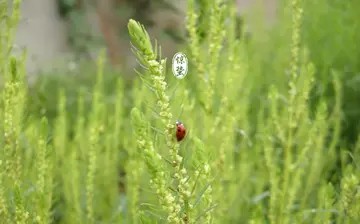 积极向上的心情短句（高质量的心情句子）