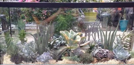 8种用金鱼缸DIY的盆栽景观，养出室内盆景迷你植物园
