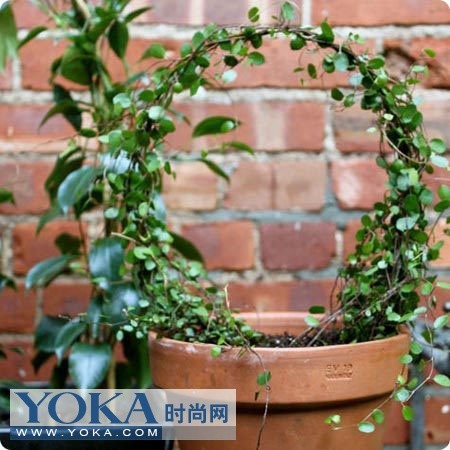 绿色植物DIY春色小物品