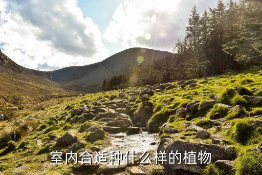 室内合适种什么样的植物