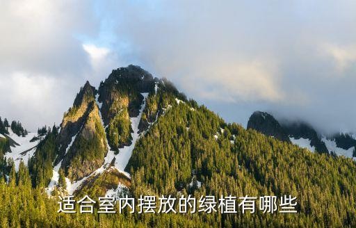 适合室内摆放的绿植有哪些
