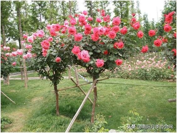 巧用厨房这些废物 养“月季”花朵蹭蹭窜！