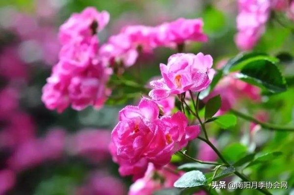 巧用厨房这些废物 养“月季”花朵蹭蹭窜！