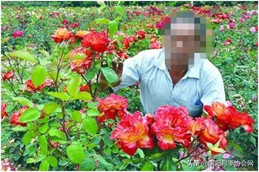 巧用厨房这些废物 养“月季”花朵蹭蹭窜！