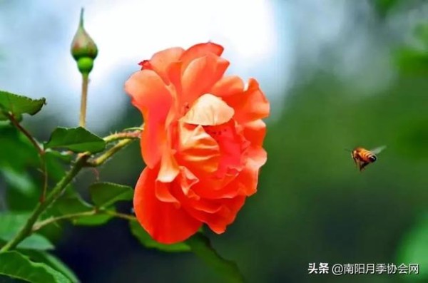 巧用厨房这些废物 养“月季”花朵蹭蹭窜！