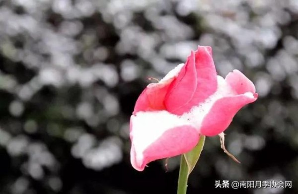 巧用厨房这些废物 养“月季”花朵蹭蹭窜！