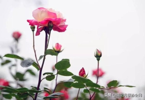 巧用厨房这些废物 养“月季”花朵蹭蹭窜！