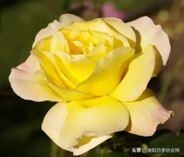 巧用厨房这些废物 养“月季”花朵蹭蹭窜！