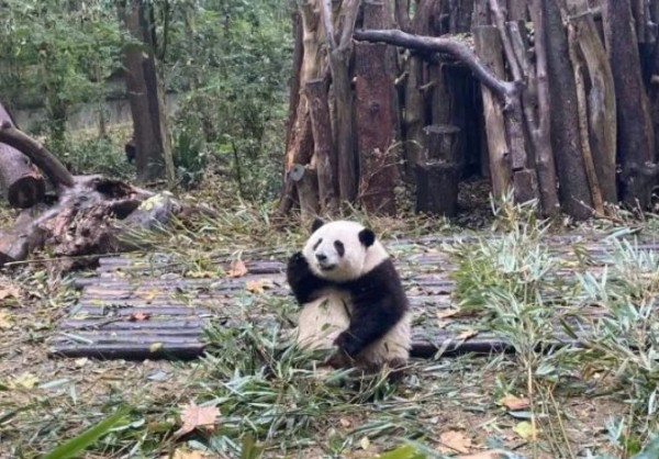 成都大熊猫繁育研究基地国庆节限流及门票预约须知2024